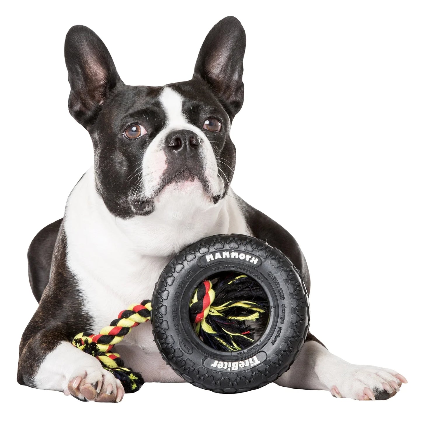 Tirebiter Small 6" Rubber Tire Dog Toy with Rope, Assorted Colors